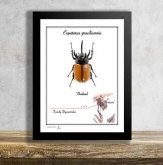 Eupatorus gracilicornis