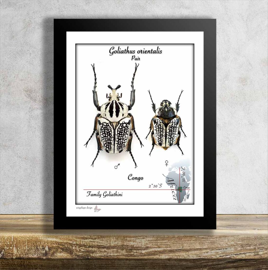 Goliathus orientalis-Pair v rámečku