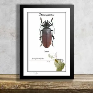 TITANUS GIGANTEUS– největší brouk světa