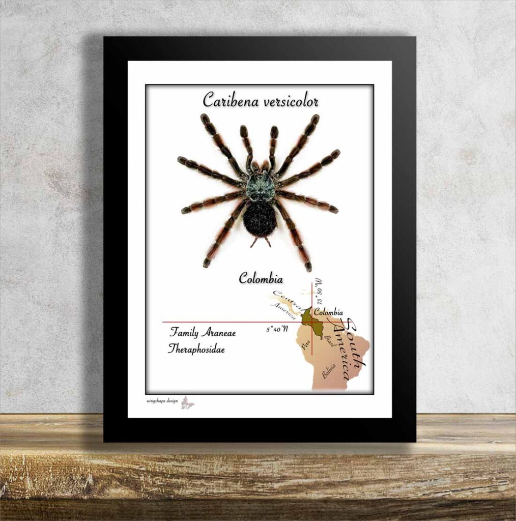 Caribena versicolor pavouk č.11 v rámečku