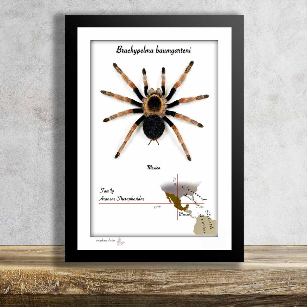 Brachypelma baumgarteni-pavouk č.2 v rámečku