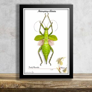 Heteropteryx dilatata-otevřená křídla-strašilka obrovská