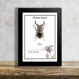 Lucanus sericeus